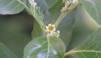 Ashwagandha (Withania somnifera)