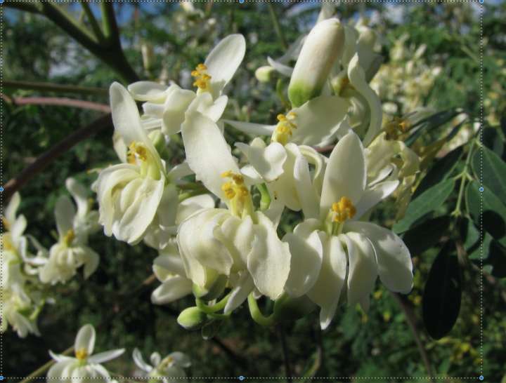 Moringa, Moringa oleifera