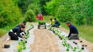 Des potager solidaire à Nantes