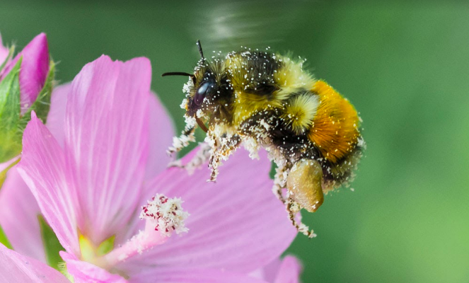 Pollen des fleurs Bio