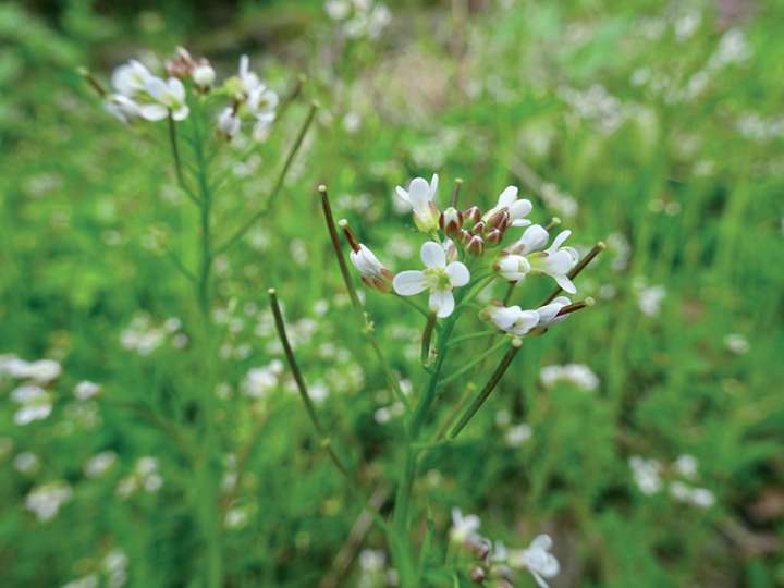 La cardamine, un cresson en miniature