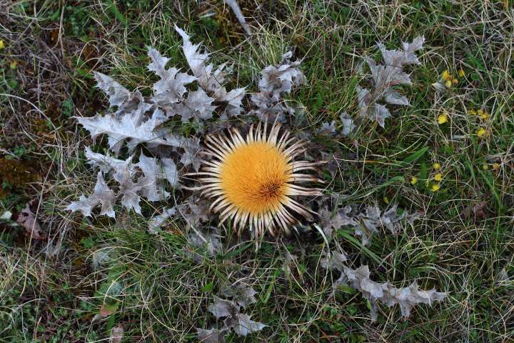 carline à feuilles d'acanthe