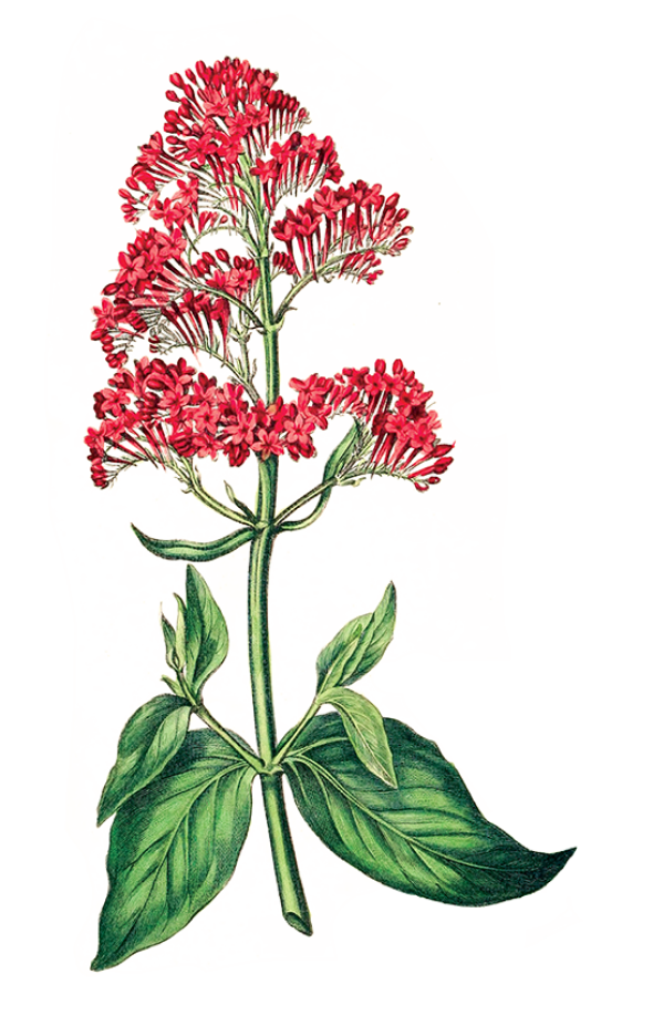 Centranthe rouge (Centranthus ruber)