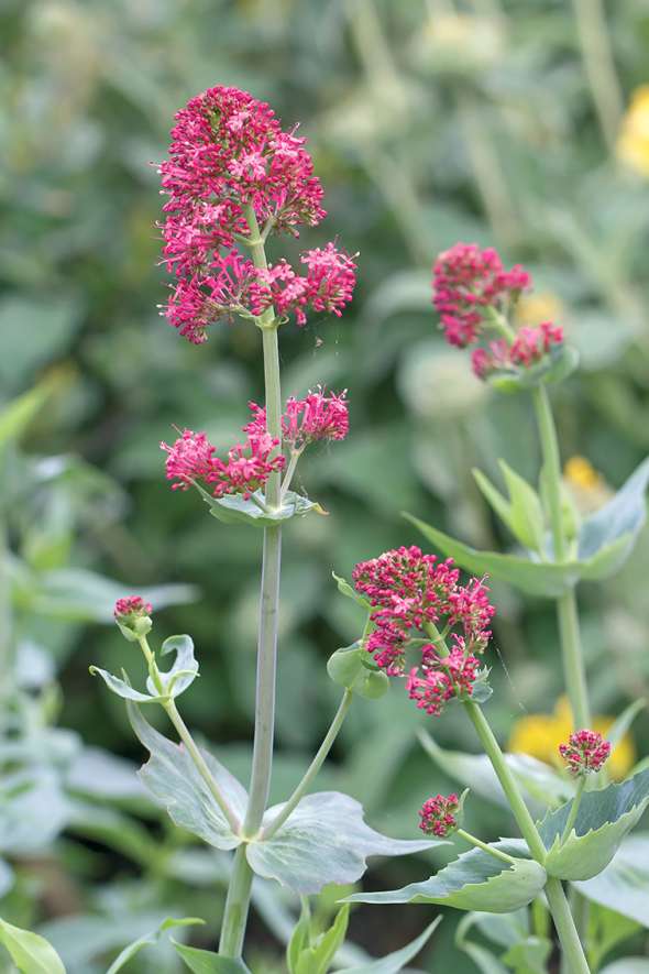 Le centranthe ponctue les rocailles de jolies taches rouges ou roses