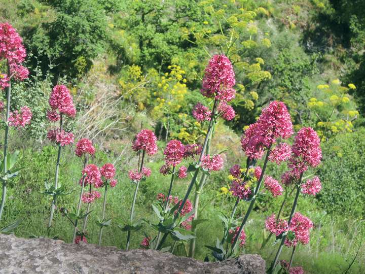 Le centranthe rouge (Centranthus ruber)