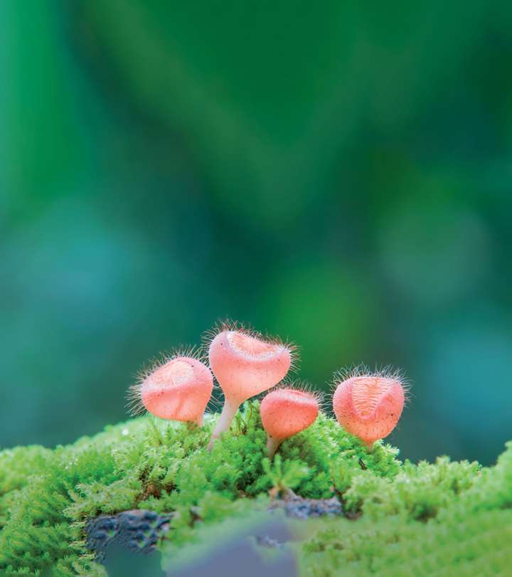 Les microbes,  ces alliés santé invisibles