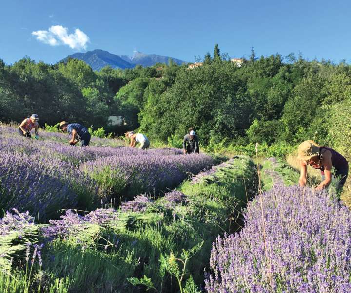 Cueillette collective de lavande au pied des Pyrénées