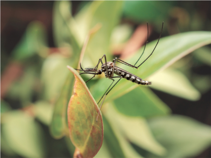 Des solutions naturelles contre les moustiques-tigres !- Plantes et Santé