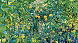 Citronniers (Citrus limonum)