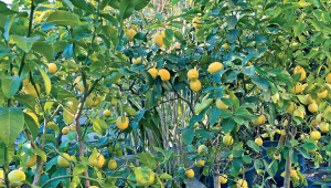 Citronniers (Citrus limonum)