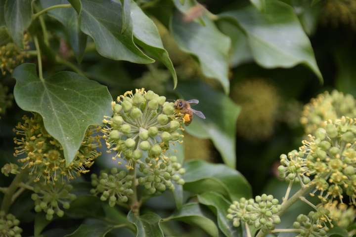 Symbiose L'association vitale d'une liane et d'une abeille