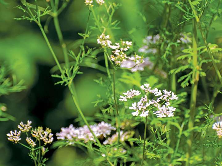 La coriandre et les difficultés du bio