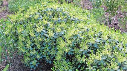 Daphne pontica, buisson ardent antidouleur et cancer ?