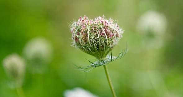 Daucus carota