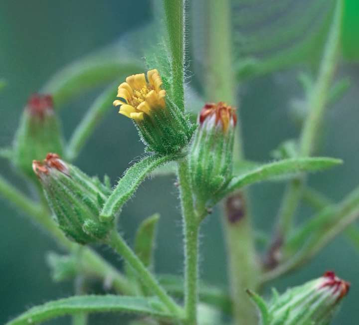 L'inule odorante, une huile essentielle respiratoire