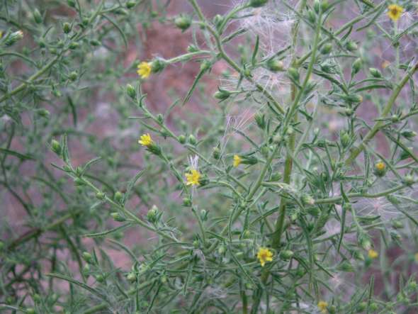 Inule odorante (Dittrichia graveolens)