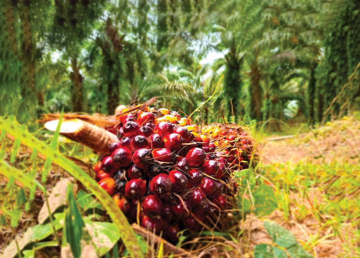 L'huile rouge, la palme des huiles !