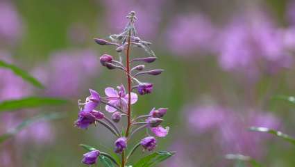 Epilobe (Epilobium angustifolium)