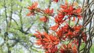 Erythrina caffra perdra son « C » pour devenir Erythrina affra et ôter sa connotation raciste