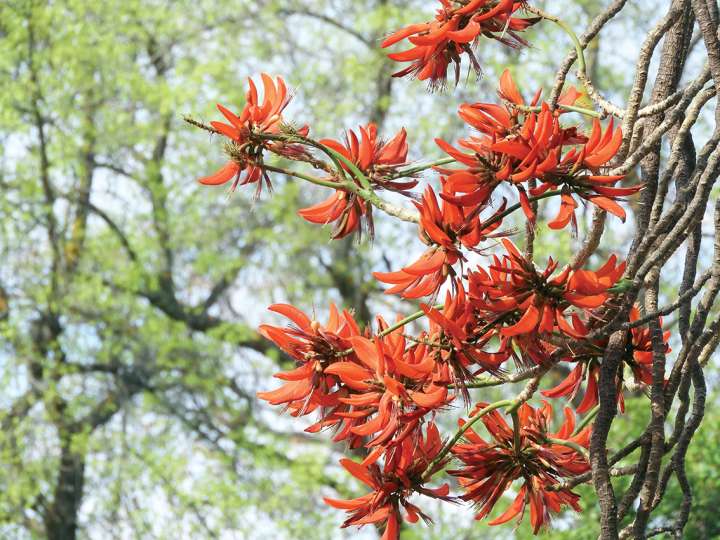 Erythrina caffra perdra son « C » pour devenir Erythrina affra et ôter sa connotation raciste