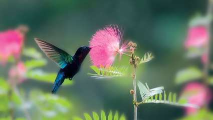 Pollinisation : faire sa « part du colibri »