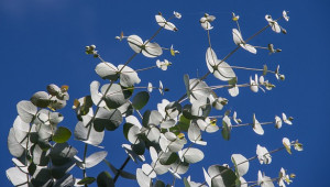 L'Eucalyptus contre l'asthme