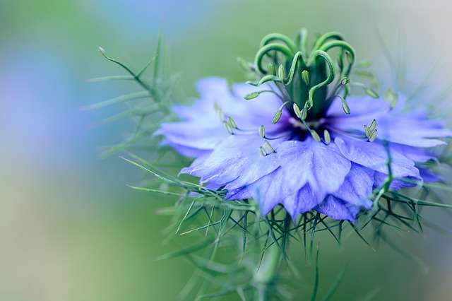 La nigelle