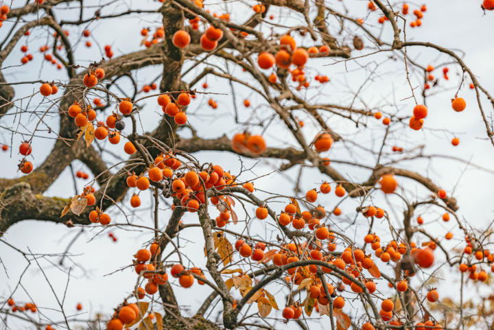 Diospyros kaki