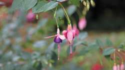 Fuschias