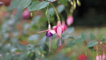 Fuschias