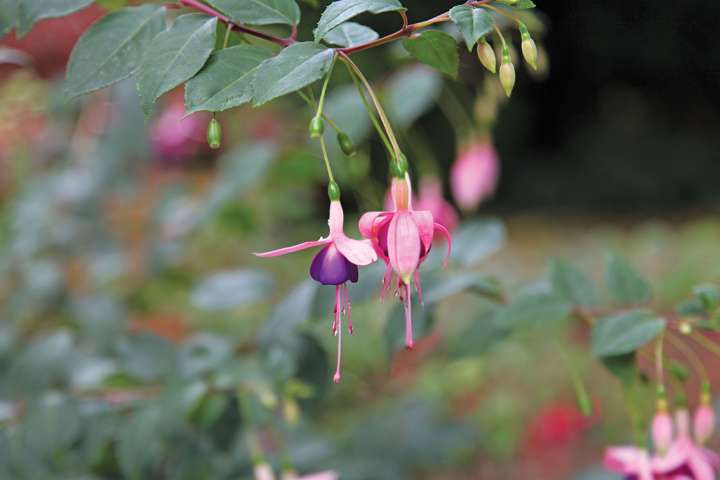 Fuschias