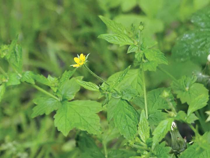 La benoîte : une plante pour se tonifier