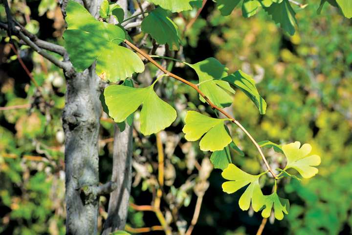 Du ginkgo contre les maladies inflammatoires