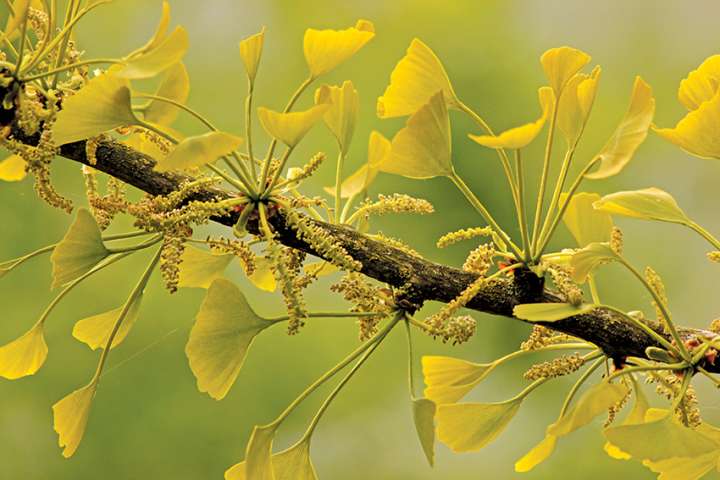 Le ginkgo biloba, source de flavonoides