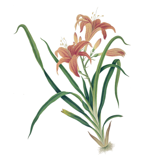 Hémérocalle fauve (hemerocallis fulva)