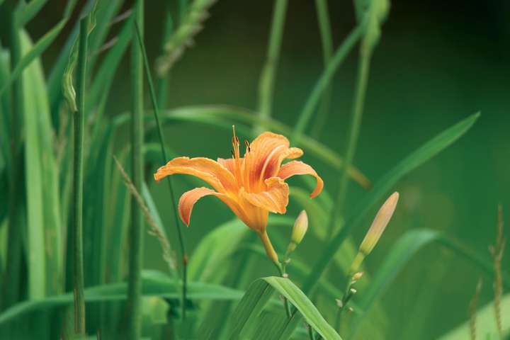 Hémérocalle (Hemerocallis)