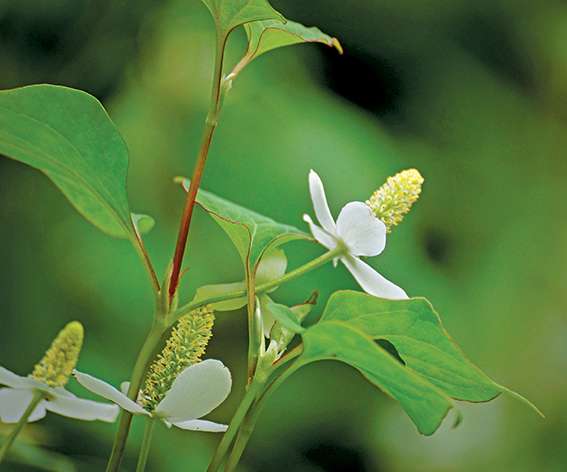 Des lipides dans nos tisanes ? Houttuynia cordata