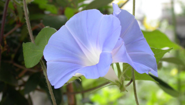 Ipomoea nil