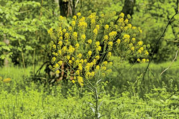 Waide ou guède (Isatis tinctoria)