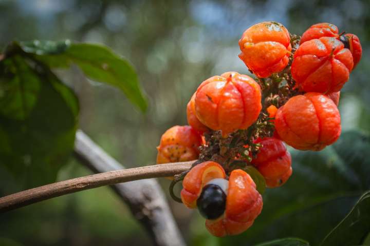 Guarana d'Amazonie - Warana (Paullinia Cupana)