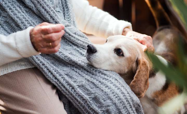 Quand nos animaux vieillissent