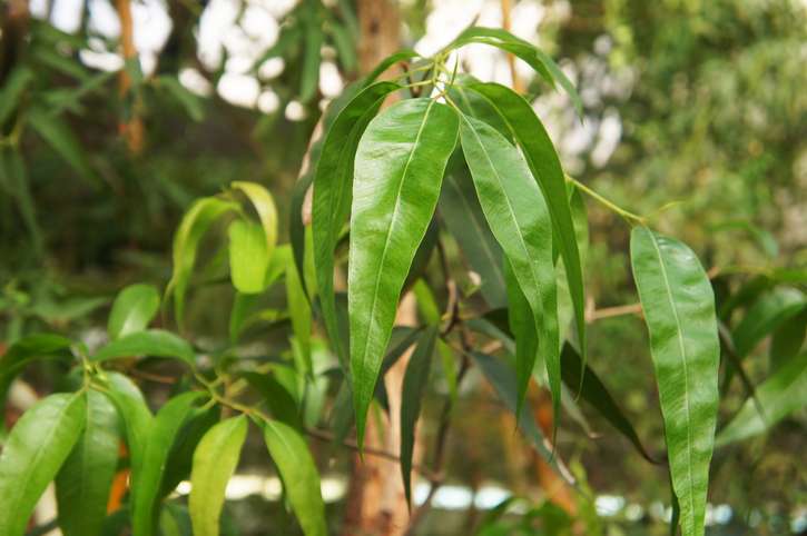 Huile essentielle d'Eucalyptus citronné bio - Le Choix du Naturo