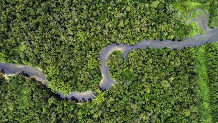 Forêts et rivières d'Amazonie, même combat