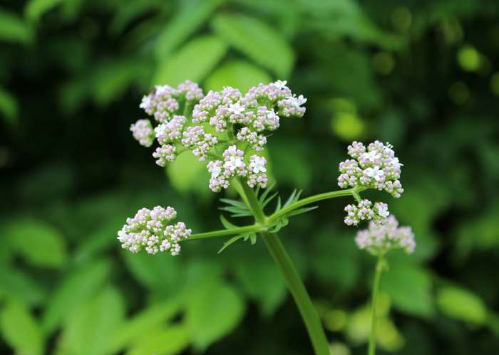 Plantes Vivaces VALERIANA officinalis - Valériane - Herbe aux