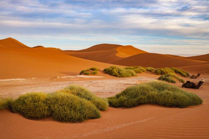 Des huiles essentielles pour améliorer la chimiothérapie