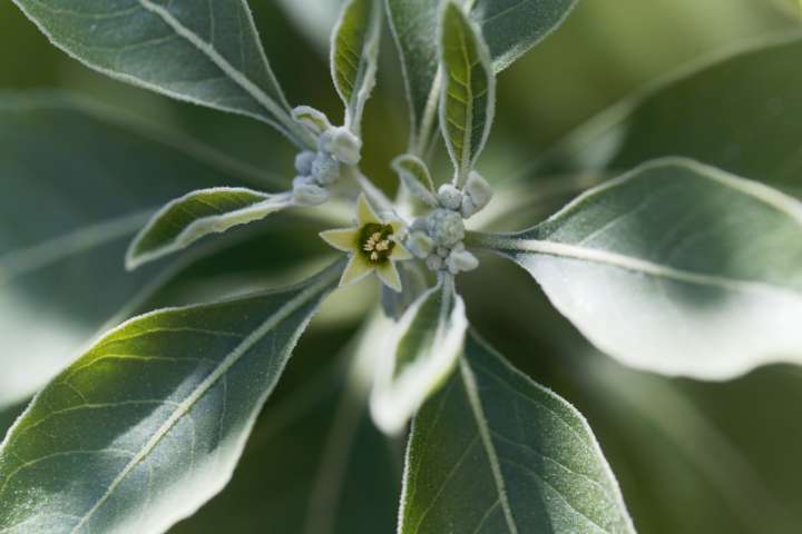 Renforcement musculaire à l'ashwagandha