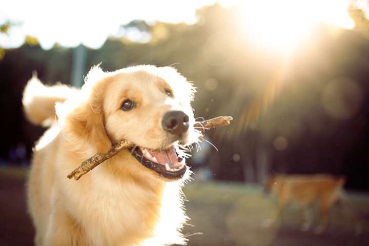 Prendre soin de ses animaux au quotidien