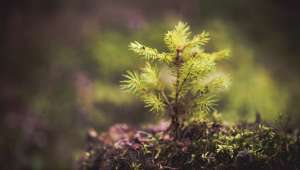 Reforestation : ça marche pour refroidir la planète !