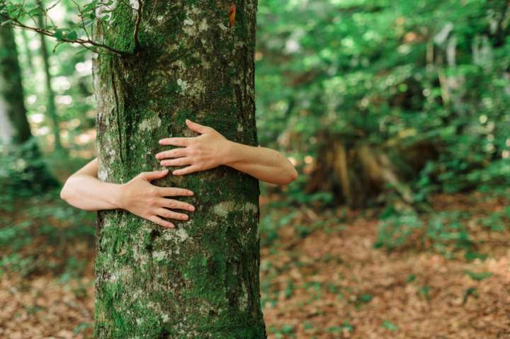 Ressentir l'énergie des arbres avec la sylvothérapie