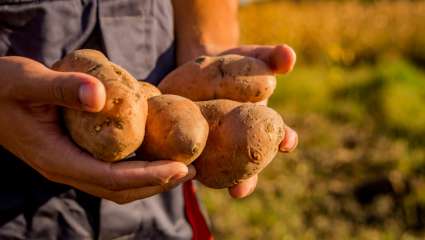 Des patates à la fois douces et nutritives